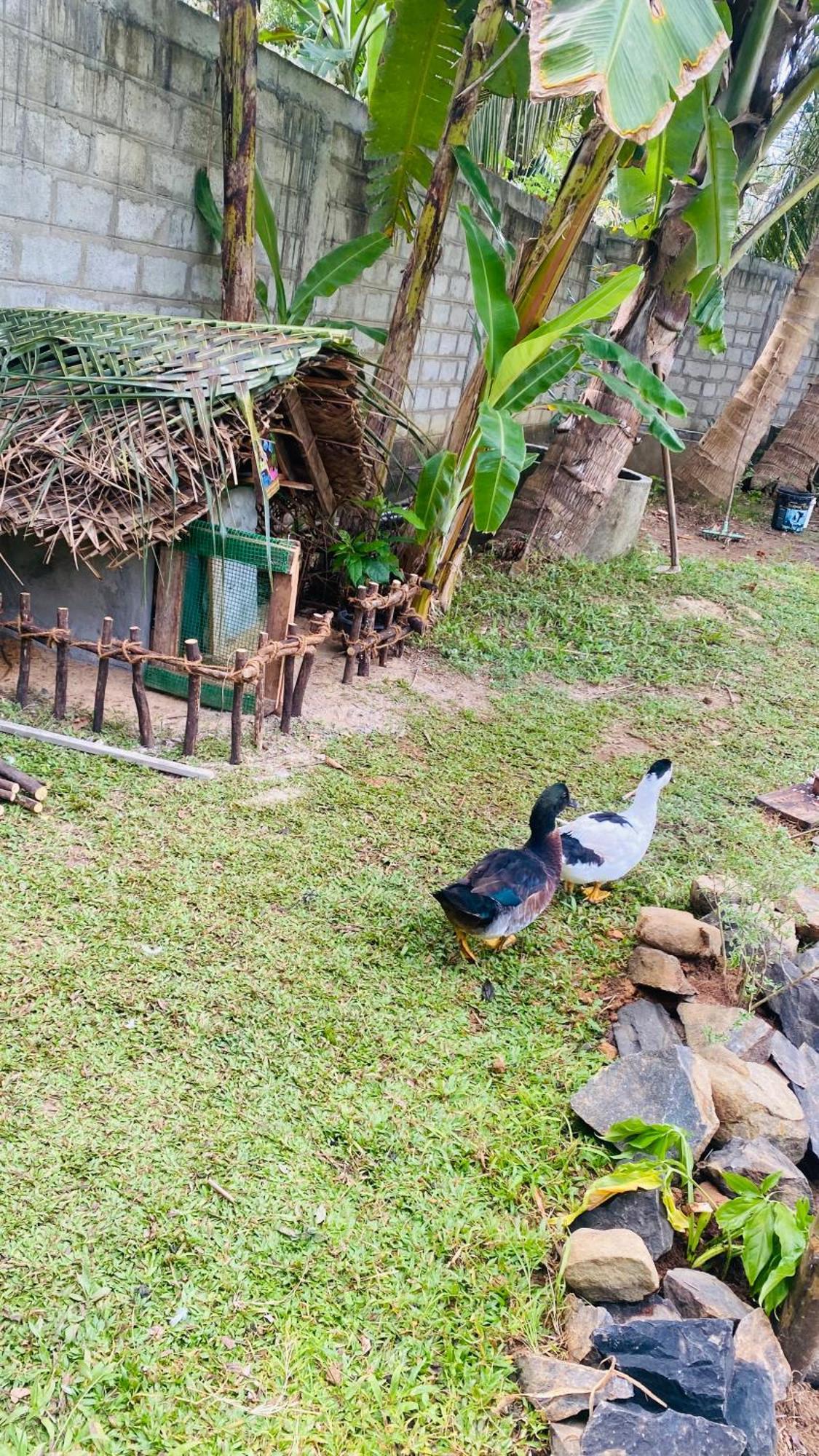 Silence Paradise Tangalle Extérieur photo